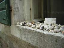 Selling sea shells on the windowsill in Kotor