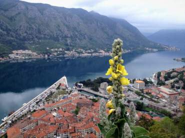 View of Kotor Bay while hiking up to the fortress