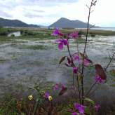 Flowers along Skadar Lake